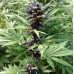 Fastberry Auto - FastBuds
